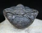 Wide Body Phacops Trilobite on Pedastal #2526-3